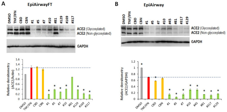 Effects of novel C. sativa extracts and cannabinoids on the levels of ACE2 in the EpiAirway-FT (A) and EpiAirway (B) tissue models upon induction of inflammation by treatment with TNFα/IFNγ. Three tissue samples were used per treatment group. Protein extracts were prepared from each sample, and equal amounts of each sample in each group were pooled together. Each bar is an average (with SD) from three technical repeat measurements. * - p<0.05, Student’s t-test.