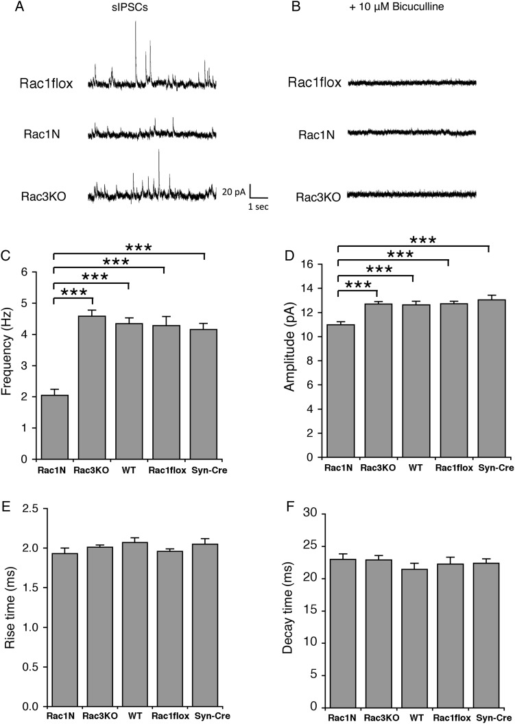 Comparative analysis of spontaneous inhibitory synaptic events in CA1 pyramidal cells. Patch-clamp on brain sections from Rac1flox, Rac1N, and Rac3KO mice was used to record sIPSCs in untreated cells (A), and in cells incubated with bicuculline to abolish GABA-dependent IPSCs (B). (C) Instantaneous frequency of sIPSCs was significantly decreased in Rac1N (n = 20) compared with either Rac3KO (n = 20), WT (n = 13), Rac1flox (n = 16), or Syn-Cre (n = 11) cells. (D) A slight but significant decrease was observed in the amplitude of sIPSCs of Rac1N compared with control (WT, Rac1flox or Syn-Cre) and Rac3KO mice. (E,F) Rise and decay time of sIPSCs were similar in control (WT, Rac1flox or Syn-Cre), Rac3KO, and Rac1N neurons. ***P < 0.001.