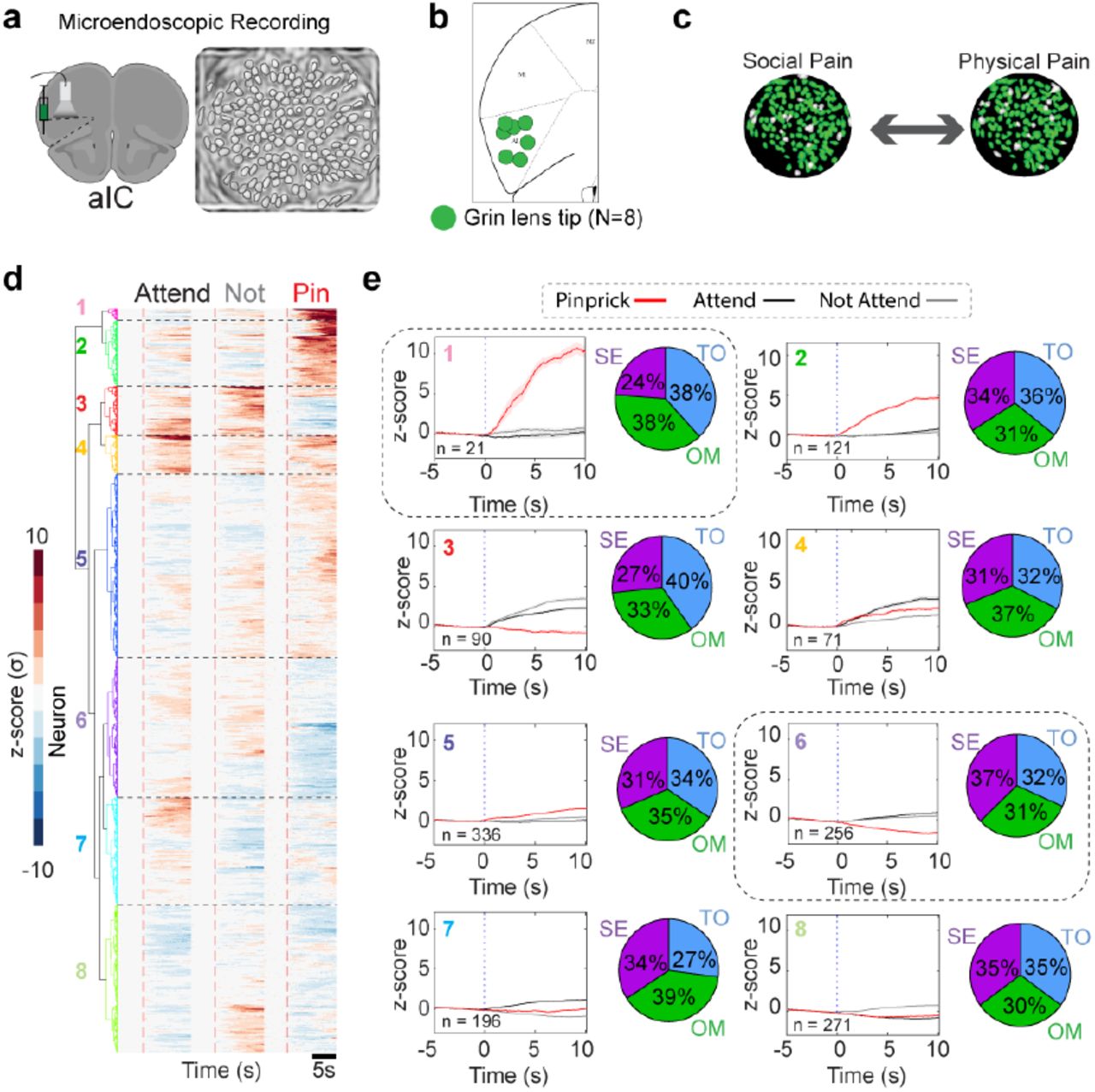 Social Exclusion causes distinct responses to pinpricka, Schematic of viral strategy for cellular resolution calcium imaging of anterior insular cortex (aIC) cells. Example image of contours extracted using constrained non-negative matrix factorization for microendoscopic data (CNMF-e). Each outline represents one neuron. b, Location of GRIN lens (0.5 mm x 0.67 mm) implant within the aIC for all animals used across both social and discrimination single unit analysis. c, Example output from cell registration to coregister and track the same cells across social and physical pain stimuli. d, Neuron responses are separated into clusters using hierarchical clustering. Heatmap for aIC ΔF/F0 responses to “Attending” and “Not Attending” trials during the Social Exclusion, One Mouse, and Tone Only paradigms, as well as during pinprick stimuli applied after each social condition. Social trials are aligned to trial onset. At trial onset, the cue is played, and the switchable glass wall turns transparent. Pain trials are aligned to stimulus application onset. Neurons are co-registered per social condition and physical pain stimuli application. Colors indicate clusters obtained using hierarchical clustering. e, Response amplitude for aIC cells during “Attending”, “Not Attending”, and pinprick trials for each specific cluster. Cluster colors are matched with heatmap cluster (d). Pie charts depict the percentage of neurons that belong to each social condition.