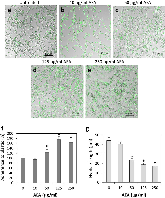 C. albicans treated with AEA adhered to polystyrene plastic surface even better than untreated fungi. (a–e) Confocal microscopy of control and AEA-treated C. albicans on tissue culture plates. The fungi were pretreated with the indicated concentrations of AEA for 1 h prior to incubation on polystyrene surfaces for an additional 1 h. (f) Quantification of the relative adherence of untreated and AEA-treated C. albicans to plastic. 8–10 images taken from 3 independent experiments were analyzed for each treatment. (g) The hyphae lengths of untreated and AEA-treated C. albicans that were able to adhere to plastic. The number of hyphae measured for each treatment was 50–75. *p < 0.05.
