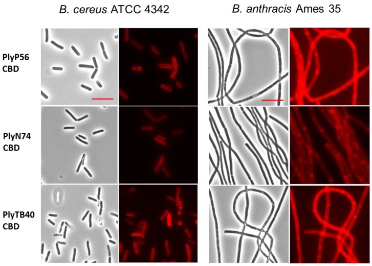 Binding of AlexaFluor-labeled CBDs to a cell wall of bacilli. Decoration of B. cereus ATCC 4342 (two left columns) and B. anthracis Ames 35 (two right columns) by fluorescently tagged CBDs of PlyP56, PlyN74, and PlyTB40. 1000× bright-field images (columns 1 and 3) are shown with their corresponding fluorescent images (columns 2 and 4). The AlexaFluor-labeled CBDs recognize and bind to an evenly distributed ligand on the surface of B. cereus and B. anthracis. Red scale bar = 5 μm.