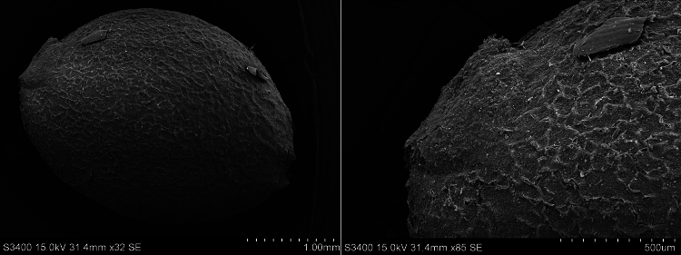 SEM photos of a Cannabis sp. seed from Haimenkou; right: close-up of hilum