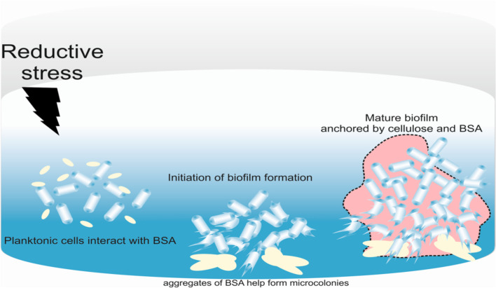 Model depicting the formation of biofilm by mycobacteria. BSA in the culture medium possesses several disulfide bonds, which are reduced by adding DTT. With the reoxidation of these reduced bonds, aggregate formation occurs, which leads to the formation of microscopic niches for the bacterial cells to initiate biofilm formation. Notably, intracellular TRS is required for biofilm formation as β-mercaptoethanol does not induce biofilm formation. Mycobacteria utilize cellulose to bind to the substratum and form a dense biofilm at maturation