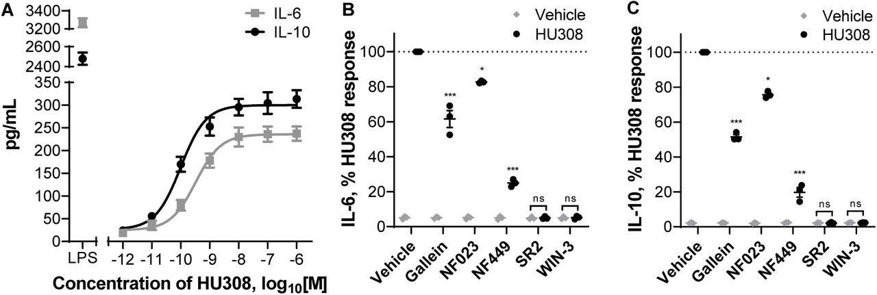 Induction of cytokine secretion by PBMC.A. Induction of IL-6 and IL-10 secretion in response to 6 h incubation with HU308. Lipopolysaccharide (LPS, 10ng/mL) is a positive control. The graph shows mean ± SEM of three independent experiments performed in technical triplicate, each with cells from a separate subject (three subjects in total). B. IL-6 and IL-10 accumulation in the presence of G protein inhibitors or CB2 antagonists: PBMC were pre-treated with gallein, NF023, NF449, SR144528 (SR2, 1µM), or WIN55212-3 (WIN-3, 5µM) for 30 min followed by 6-hour treatments with HU308 (10nM) with the inhibitors/antagonists present for the entire duration of incubation; data are normalized to HU308 responses without inhibitors/antagonists. Effects of inhibitors on HU308 responses were statistically compared with the corresponding HU308 response without inhibitor. In the presence of SR2 and WIN-3, there was no statistical difference between HU308 and the HU308 vehicle control. Graphs B,C show independent experiment means (from technical triplicate) as well as overall mean ± SEM of these three independent experiments each performed with cells from a separate subject (three subjects in total).