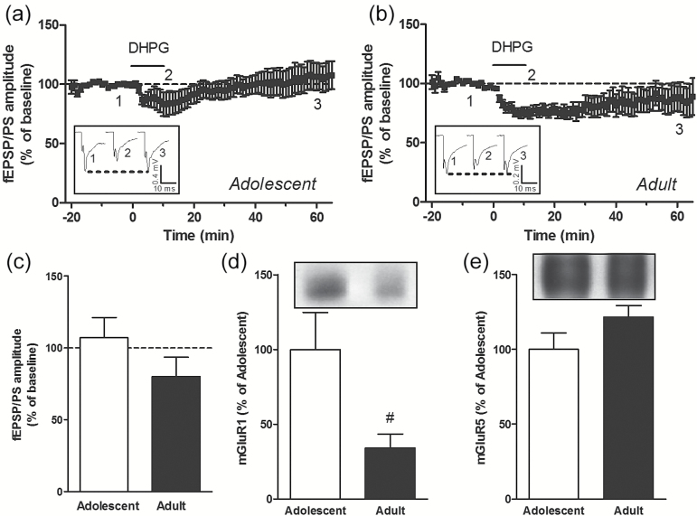 (S)-3,5-Dihydroxyphenylglycine (DHPG) does not induce long-term depression (LTD) in the dorsolateral striatum (DLS) of adolescent and adult mice. Time course of the effect of DHPG (100 µM for 10 minutes) on the mean (± SEM) amplitude of the field excitatory postsynaptic potentials/population spike (fEPSP/PS) measured in the DLS, expressed as a percentage of baseline, in n=10 slices from adolescent mice (a) and n=9 slices from adult mice (b). Insets show records of fEPSP/PSs measured in 2 slices at the time points indicated on the graphs. Averaged fEPSP/PS amplitude measured 55 to 60 minutes after the start of the perfusion of DHPG in slices from adolescent and adult mice (c). Protein levels of metabotropic glutamate receptor (mGluR)1 (d) and mGluR5 (e) in the DLS of adolescent (n=12) and adult (n=8) mice. #P<.05 (unpaired Student’s t test).