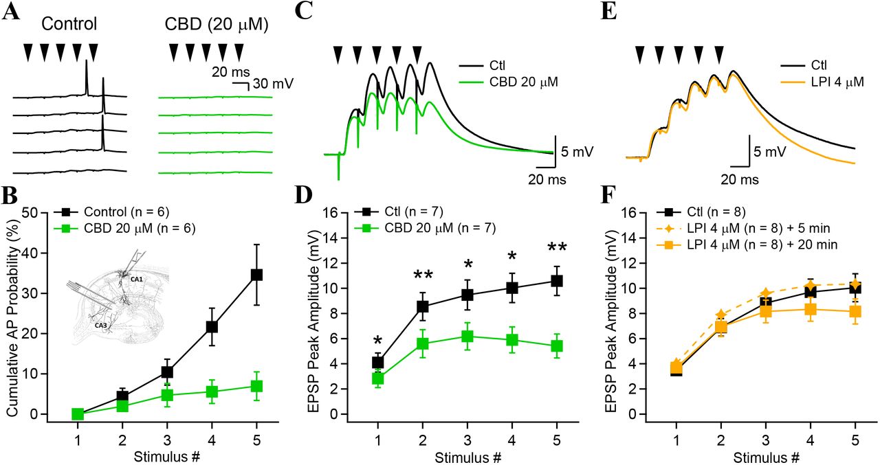 Cannabidiol reduces the propagation of high-frequency activity in the CA1 hippocampus.A, Synaptically-evoked action potentials in CA1-PYRs in control conditions (black). CBD decreased AP generation in CA1 pyramidal cells (5 consecutive traces shown for control and CBD). B, Cumulative AP probability as a function of stimulus number. Inset, Recording schematic modified from original drawings of Ramon y Cajal showing a recording electrode in a CA1 pyramidal cell and stimulation of Schaffer collaterals with a tungsten electrode. C, Compound synaptic potentials recorded in the current-clamp configuration (black trace) evoked by 5 stimulus of Schaffer collaterals delivered at 50 Hz. CBD (20 µM) application for 20 minutes decreased the compound synaptic potential amplitude (green trace). Example traces are the average of 60 consecutive sweeps. D, Synaptic potential peak amplitude as a function of stimulus number. CBD significantly decreased the peak synaptic potential for any stimulus number. P-values were corrected for multiple comparison using a post-hoc Holm-Bonferonni correction. E, Synaptic potential recorded in control (black) and after application of LPI (orange). F, LPI initially increased synaptic potential amplitude but had no long-lasting effect. * p > 0.05; ** p > 0.01. Data points show mean ± SEM.