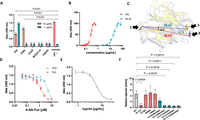 Involvement of the fucose moiety in ThC-dependent MPL activation.A Effect of lectins on the proliferation of Ba/F3-HuMpl cells: PA-IIL, a fucose/mannose selective bacterial lectin with high homology to ThC; ConA, a mannose-specific legume lectin; BC2L-C-CTD, mannose-selective bacterial lectin with high homology to ThC; hypnin, a core 1,6-fucosylated glycan-specific algal lectin. TPO, 10 ng/mL; (-), no agonist. Note that the cell proliferation was suppressed in the presence of 10 μg/mL ThC presumably due to the suppression of cell proliferation by its agglutinating activity and to the interference of receptor dimerization by occupying a ligand-binding site on a receptor molecule. B Concentration dependency of Ba/F3-HuMpl cell proliferation induced by PA-IIL (EC50 = 18.1 μg/mL, 95% CI of 16.7–19.7) and rThC. C Relative positions of two fucose molecules bound to the ThC dimer and PA-IIL dimer. One of the two fucose molecules bound to each is superimposed (fucose on the left). The other fucose molecule is shown as sticks. Purple represents fucose bound to ThC, and yellow represents fucose bound to PA-IIL. The numbers represent the distance between O4 atoms (red: between two fucoses of ThC, blue: between two fucoses of PA-IIL, green: between fucoses of ThC and PA-IIL) and the angle between the three O4s of superimposed fucoses, of the PA-IIL-bound fucose, and the ThC-bound fucose. Ribbon diagrams of the ThC dimer (purple) and PA-IIL dimer (yellow) are also shown in translucent form. D Preferential inhibition of ThC-dependent cell proliferation in Ba/F3-HuMpl cells and 6-alkynyl-fucose. Cells were cultured in the presence of ThC (1 μg/mL) or TPO (10 ng/mL). IC50 values for TPO and ThC were 4.8 (95% CI of 4.0–8.5) and 1.2 (95% CI of 1.1–1.3) μM, respectively. E Hypnin-mediated inhibition of cell proliferation induced by ThC (1 μg/mL), with an IC50 value of 5.9 (95% CI of 5.5–6.2) μg/mL. F Effect of potential N-glycosylation site mutations on MPL for activation by ThC (1 μg/mL). STAT5 reporter activity representing MPL activation status is depicted. Data were presented as mean value ± SD, n = 3. Gray bar: wild-type (WT) MPL; red bars: single-site mutant MPL; blue bars: triple-site mutant MPL; and white bar: quadruple-site mutant MPL. One-way ANOVA followed by a Dunnett’s test for multiple group comparison.