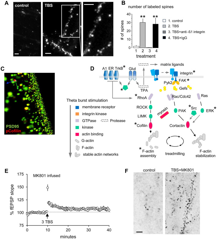 Panel A shows grayscale fluorescence micrographs comparing neural spines under control and theta burst stimulation (TBS); panel B is a bar graph quantifying labeled spines across four conditions; panel C displays a merged fluorescence image highlighting PSD95 in green and phosphorylated cofilin in red; panel D presents a schematic diagram illustrating molecular pathways influenced by theta burst stimulation, with symbols and a color-coded legend identifying protein classes; panel E is a line graph showing field EPSP slope percentages over time with a marker for MK801 infusion and TBS application; panel F contains two grayscale micrographs comparing neural structures in control and TBS plus MK801 conditions.