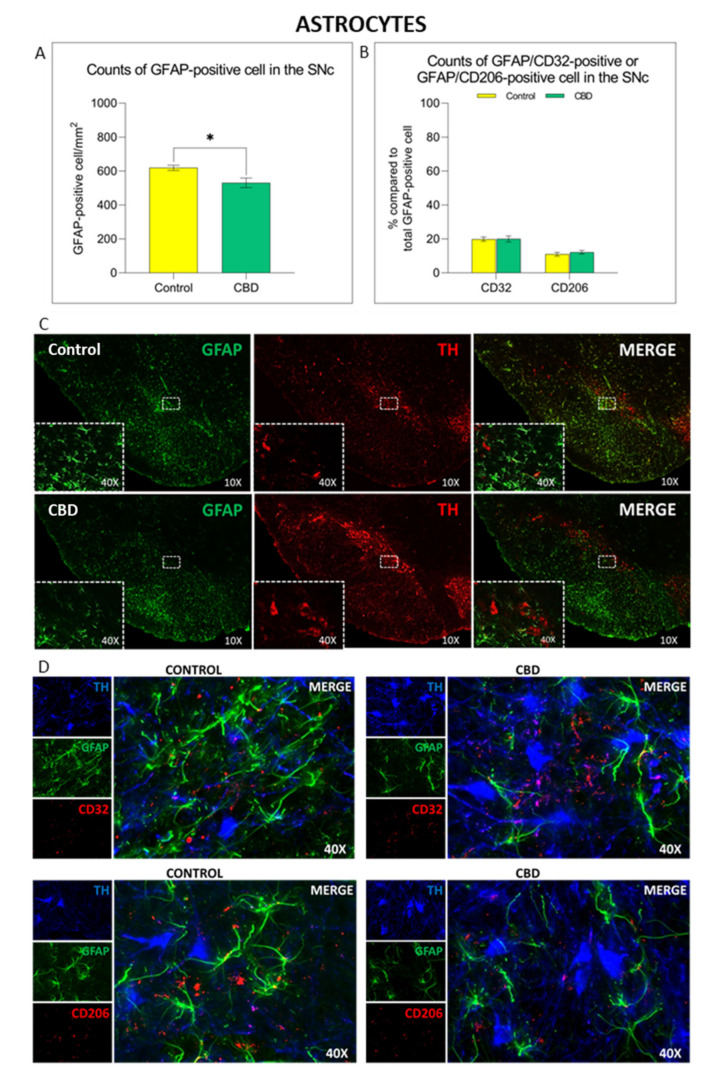 Immunomodulatory effect of chronic treatment with CBD on astrocytes activation and polarization in the SNc. (A) Comparison of GFAP+ cell density in the SNc in both experimental groups. (B) Comparison of astrocyte polarization in SNc in both experimental groups. (C,D) Representative images of the astrocyte activation and polarization in the SNc in both experimental groups. Results are expressed as mean ± SEM. * p < 0.05 vs. control t = 2937, df = 13, Student’s t-test unpaired two-tailed. N = 7 to 8 in each group.