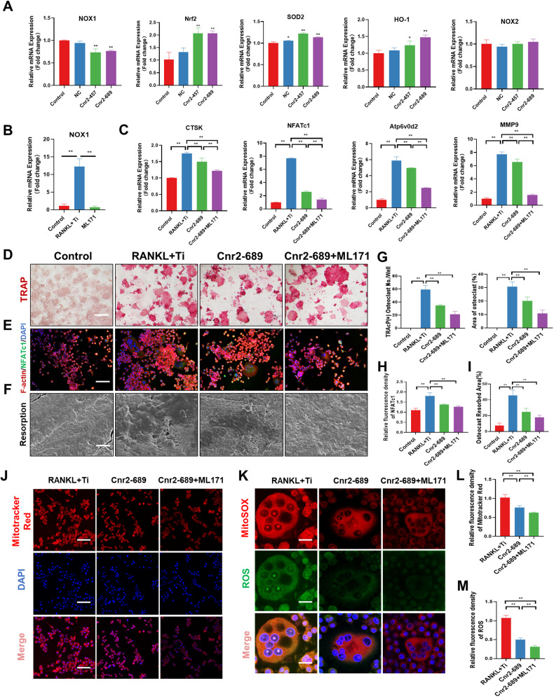 Inhibition of CB2 alleviated osteoclast activation through NOX1-mediated oxidative stress signaling.A RT-PCR analysis of the mRNA expression levels of NOX1, Nrf2, SOD2, HO-1, and NOX2. B RT-PCR was used to detect the inhibitory effect of ML171 intervention on NOX1 expression in RAW264.7. C RT-PCR analysis of the mRNA expression levels of CTSK, NFATc1, Atp6v0d2, and MMP9. D, G Representative TRAcP staining and quantitative analysis were used to detect the effects of Cnr2-689 and ML171 on osteoclast differentiation. E, H Immunofluorescence staining revealed the effects of Cnr2-689 and ML171 on the expression of NFATc1. F, I SEM images of the bone resorption area. J, L Immunofluorescence staining and quantitative analysis of MitoTracker Red. K, M Immunofluorescence staining and quantitative analysis of ROS. The data were represented as mean ± SD of three independent experiments. Statistical significance was determined by a one-way ANOVA with Tukey’s multiple-comparison test. *P < 0.05, **P < 0.01.