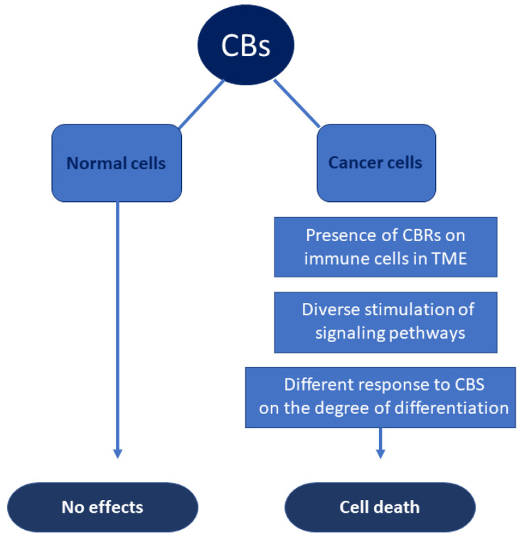 Differential effects of CBs on normal and neoplastic cells.
