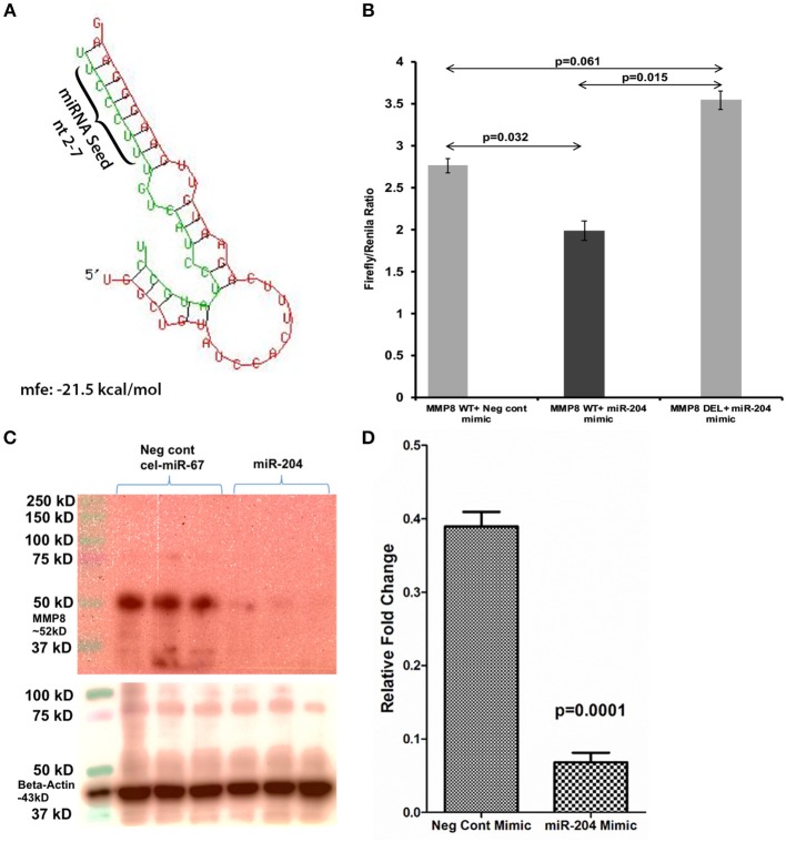 MMP8 is a direct target of miR-204. Luciferase reporter vectors containing a single highly conserved miR-204 (A) binding site (seed nucleotide region) on the rhesus macaque MMP8 mRNA 3′ UTR or the corresponding construct with the binding sites deleted were co-transfected into HEK293 cells with 30 nM miR-204 or Negative control mimic. Firefly and Renilla luciferase activities were detected using the Dual-Glo luciferase assay system 96 h after transfection. Note significantly reduced Firefly/Renilla ratios following co-transfection of miR-204 mimic with a pmirGLO vector containing wild-type (WT) miRNA binding sties (B). Luciferase reporter assays were performed thrice in six replicate wells. Representative Immunoprecipitation/western blot (Triplicate wells) (C) and quantification (D) showing reduction in MMP8 protein expression (~52 kD) 96 h post transfection of HEK293 cells in triplicate wells with negative control (cel-miR-67) or miR-204 mimics. miR-204 overexpression followed by immunoprecipitation/western blot was performed twice in triplicate wells. Firefly/Renilla ratios were analyzed using one-way ANOVA followed by Benjamini-Hochberg post hoc test (p < 0.05). Western blot densitometry data were analyzed using unpaired “t”-test. A p-value of ≤0.05 was considered significant.