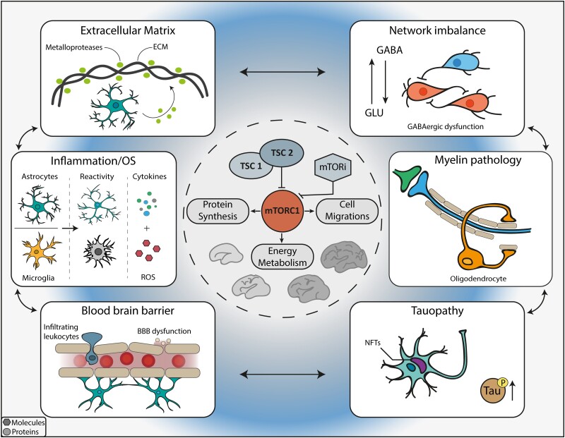 Cellular and molecular mechanisms underlying mTOR-related DEE in TSC. Overview of the complex cellular and molecular mechanisms contributing to the epileptogenic process and developmental disabilities in TSC. mTORC1 signalling plays a central role during brain development, regulating many basic cellular functions, such as energy metabolism and protein synthesis to regulate cell growth, proliferation and migration. mTORC1 is inhibited by the multiprotein complex consisting of TSC1 and TSC2. Loss-of-function mutations in either TSC1 or TSC2 result in prenatal mTOR overactivation; mTOR inhibitors (mTORi; such as everolimus and sirolimus) are powerful inhibitors of mTORC1 activity (for a more detailed illustration of the mTOR pathway, see Curatolo et al.26). Knowledge about the complex cellular and molecular consequences of mTORC1 overactivation, affecting different cell types, during brain development is rapidly increasing. Early and sustained oxidative stress and inflammation (with enhanced pro-inflammatory cytokines production and recruitment of the peripheral immune cells), accompanied by blood–brain barrier (BBB) dysfunction/leakage and alterations in the composition of the ECM are observed in TSC brain. Crosstalk among these multiple cellular and molecular can contribute to network dysfunction during brain development. Dysregulation of mTOR signalling itself results in developmental alterations of the balance between excitation and inhibition (i.e. GABAergic system dysfunction). Moreover, mTOR hyperactivity affects the oligodendroglial turnover (with failure to produce proper myelin), further contributing to abnormal cell-signalling and premature activation of mechanisms of neurodegeneration. Glu = glutamate; NFTs = neurofibrillary tangles; ROS = reactive oxygen species.