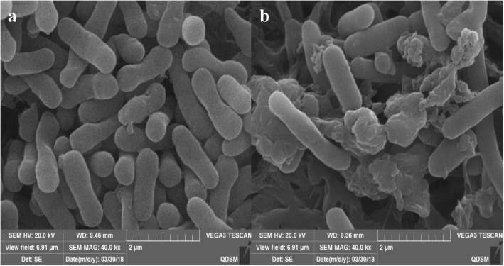 Scanning electron microscope images of engineered E. coli. a BL21/pET28a-PLD-CBD-araC-ESN-1, uninduced group. b: BL21/pET28a-PLD-CBD-araC-ESN-5, induced by 0.2% L-arabinose