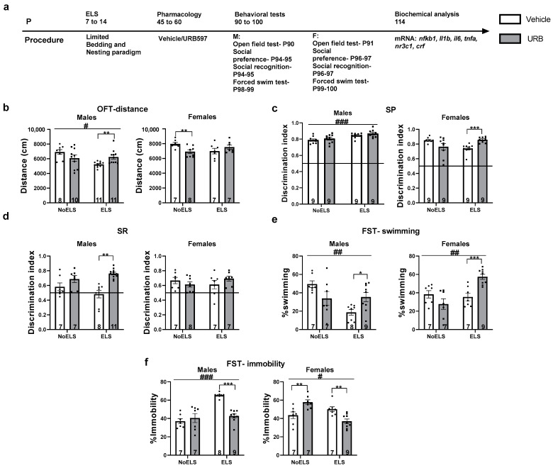 Chronic treatment with URB597 during late adolescence ameliorates the depressive-like phenotype induced by early life stress (ELS) in adult males and females. (a) Male and female rats were subjected to ELS from postnatal day (P)7 to P14. During late adolescence (P45-60), they received either a vehicle or URB597 injection. Behavioral assessment commenced on P90, and the rats were euthanized on P114 for molecular analysis (n = 7–11 for all groups). (b) In the open-field test (OFT), ELS resulted in reduced distance traveled by males, while URB treatment significantly increased this distance compared to vehicle-treated controls (left). In females (right), URB treatment led to a decrease in distance traveled in NoELS females compared to vehicle-treated females. (c) In the Social Preference (SP) test, ELS increased SP in males compared to NoELS males (left). In ELS females (right), treatment with URB enhanced SP compared to treatment with vehicle. (d) In the Social Recognition (SR) test, treatment with URB led to increased SR in ELS males compared to treatment with vehicle (left). No significant differences were found in females (right). (e) In the Forced Swim Test (FST), ELS decreased the swimming ratio in both sexes compared to NoELS groups. URB treatment increased the swimming ratio in ELS rats compared to treatment with vehicle. (f) In the FST, ELS increased the immobility ratio in males (left) compared to NoELS groups. URB treatment in ELS males decreased the immobility ratio compared to treatment with vehicle. In females (right), treatment with URB led to increased immobility ratio in NoELS rats compared to treatment with vehicle, whereas treatment with URB decreased the immobility ratio compared to vehicle treatment. mRNA: messenger RNA. *, p < 0.05; **, p < 0.01; ***, p < 0.001 indicate statistically significant effects followed by post hoc comparisons; #, p < 0.05; ##, p < 0.01; ###, p < 0.001 indicate statistical significance in main effects.