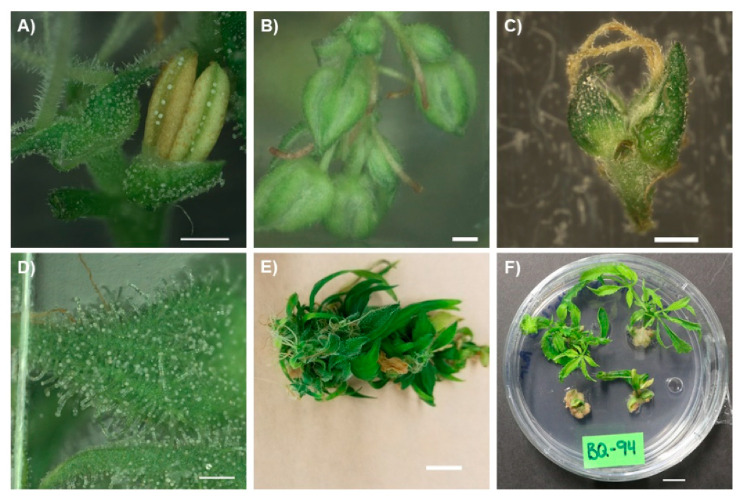In Vitro flowering of Cannabis sativa. (A) Flowering C. sativa male plant displaying a hermaphroditic phenotype, showing female flowers (left) adjacent to male flowers (right). Scale bar—1 mm. (B) In Vitro male inflorescences of C. sativa. Scale bar—1 mm (C) A pair of female C. sativa florets obtained from In Vitro flowering C. sativa. Scale bar—1 mm. (D) Glandular trichomes developing on the bract surrounding the ovary of a female C. sativa inflorescence. Scale bar—2 mm. (E) Mature flowering In Vitro explant of C. sativa. Scale bar—1 cm. (F) Four-week-old vegetative explants reverted from In Vitro C. sativa inflorescences. Scale bar—1 cm.