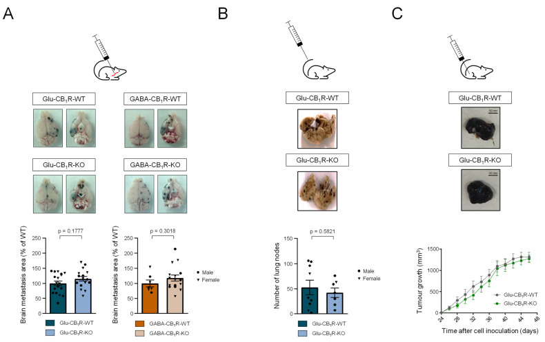 Glutamatergic-neuron CB1Rs do not influence melanoma cell growth outside the brain. (A). Glu-CB1R-KO, GABA-CB1R-KO, and control littermates of both sexes were injected 2 × 105 1014 cells in the common carotid artery. Three weeks later, the brain tumour burden was quantified. Comparisons were made by unpaired Student’s t test. (B). Glu-CB1R-KO and control littermates of both sexes were injected in the lateral tail vein with 0.5 × 106 1014 cells. Three weeks later, metastatic foci in the lungs were counted manually. Comparisons were made by unpaired Student’s t test. (C). Glu-CB1R-KO and control littermates of both sexes were subcutaneously injected in one flank with 2 × 106 1014 cells. Tumour volume was measured every other day. Comparisons were made by unpaired Student’s t test for each timepoint. In all the panels, circles: male mice; triangles: female mice.