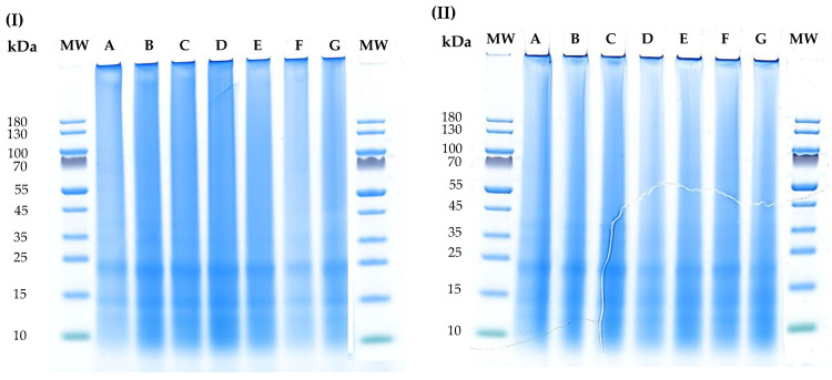 SDS-PAGE gel of hemp meal protein isolates obtained using (I) HPP pre-treatments and extracted with conventional method, or (II) HPP pre-treatments and extracted with UAE. The lanes: MW—corresponds to the reference protein standard PageRuler pre-stained protein ladder with molecular weight range of 10–180 kDa; lanes A—HPP pre-treatment (600 MPa, 8 min); lanes B—no HPP pre-treatment; lanes C—HPP pre-treatment (200 MPa, 4 min); lanes D—HPP pre-treatment (400 MPa, 8 min); lanes E—HPP pre-treatment (400 MPa, 4 min); lanes F—HPP pre-treatment (600 MPa, 4 min); lanes G—HPP pre-treatment (200 MPa, 8 min).