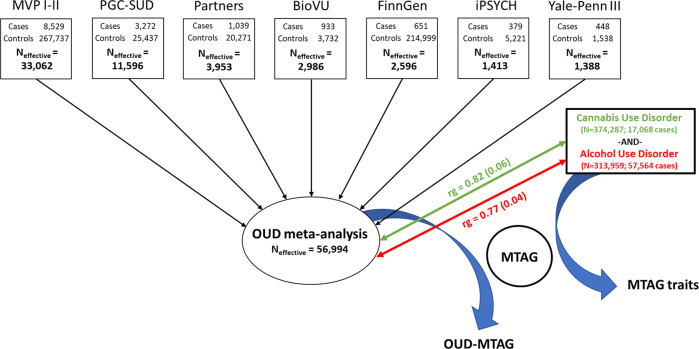 Summary of OUD GWAS, meta-analysis, and MTAG study design.Overview of European-ancestry opioid use disorder (OUD) genome-wide association study and OUD multi-trait analysis.