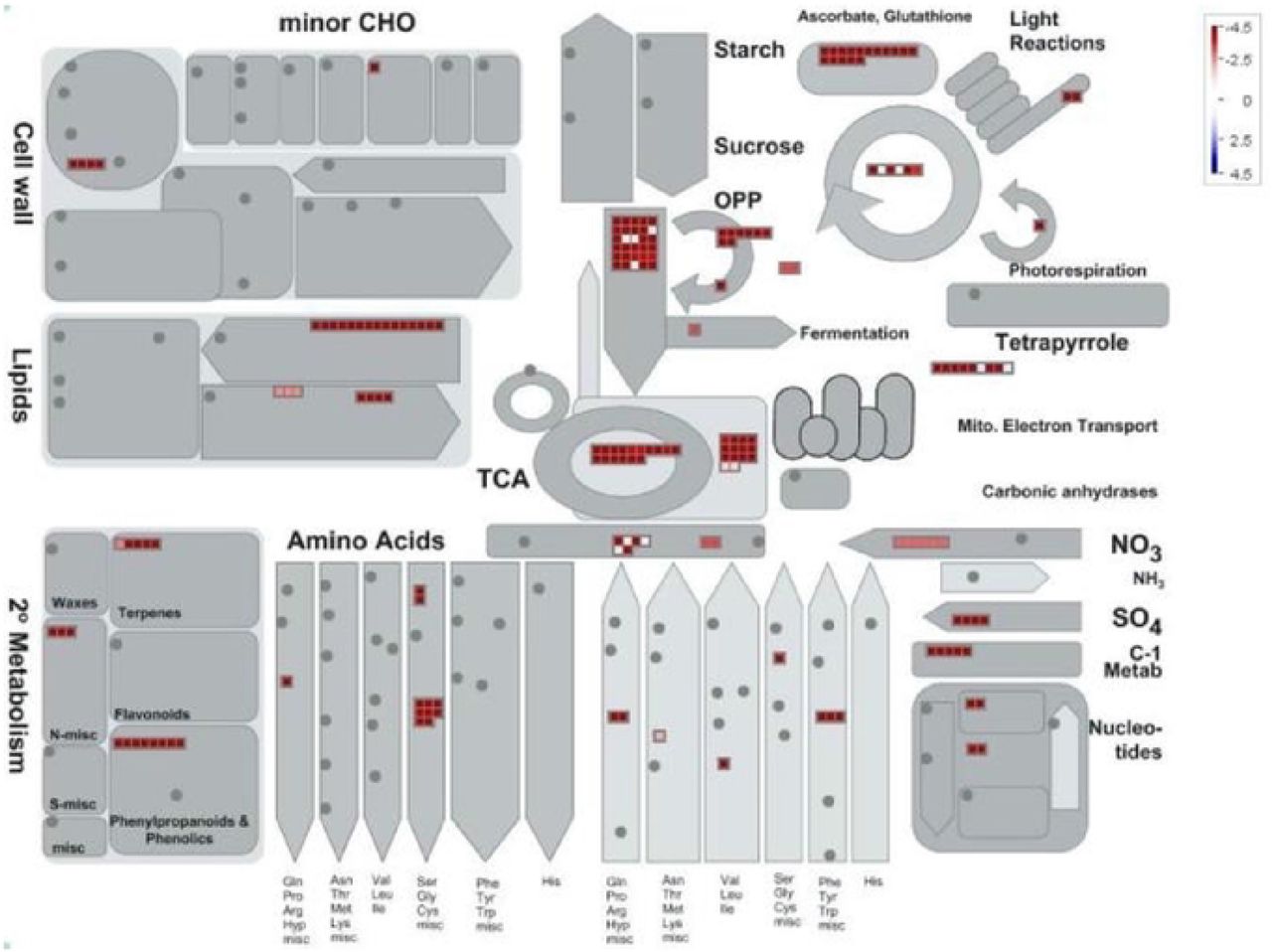 Mapman batch classification of proteins relating to metabolism in glandular trichome Heads vs Stalks. Fold change differences in a protein’s abundance is indicated by the legend key where blue represents proteins found more abundant in glandular trichome stalks, white indicates no change in a protein’s abundance, and red indicates proteins found preferentially abundant in glandular trichome heads.