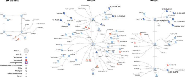 Lipid networks, illustrating effects of fitness and weight loss intervention plasma metabolite concentrations in adult women (using 0 and 10 min values together in the statistical model). The biochemical network displays precursor–product relationships for fatty acids, oxylipins (OxL) and endocannabinoids (eCB) for related subclasses of fatty acid precursors including saturated and monounsaturated, omega‐6 and omega‐3 polyunsaturated fatty acids. The direction and significance of postintervention versus preintervention differences are denoted by node size, border or fill colors (red, higher concentration postintervention vs. preintervention; blue, lower concentration postintervention vs. preintervention). Significant changes are shown for lipids with p ≤ .05 from mixed effects models. Nonmeasured or undetected species are displayed in gray symbols with no borders