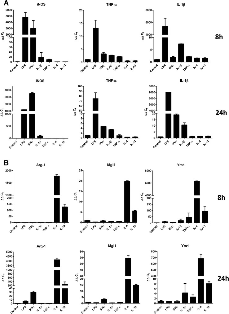 Response of IMG cells to pro- and anti-inflammatory stimuli. IMG cells were treated for either 8 or 24 h with LPS (10 ng/mL), interferon gamma (IFNγ) (10 ng/mL), IL-1β (10 ng/mL), TNF-α (5 ng/mL), IL-4 (10 ng/mL), IL-13 (10 ng/mL), IL-6 (10 ng/mL), or TGF-β (50 ng/mL). iNOS, TNF-α, and IL-1β message levels were used as markers for the microglial pro-inflammatory phenotype (a), whereas Arg-1, Mgl1, and Ym1 were used as markers for an anti-inflammatory phenotype (b). Quantitative PCR was used to assess the changes in message levels of the aforementioned genes relative to the internal control 36B4. Average of biological duplicates are shown with similar results obtained in at least two different experiments