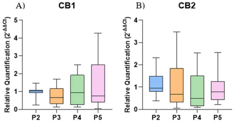 Relative expression of cannabinoid receptors 1 (CB1) and 2 (CB2) in the control group of naïve equine adipose tissue-derived mesenchymal stem cells (EqAT-MSCs) across different passages (P2–P5): (A) CB1. (B) CB2. No significant difference was observed between the passages. Data are represented as medians, interquartile ranges, minimum, and maximum values. Kruskal–Wallis test.
