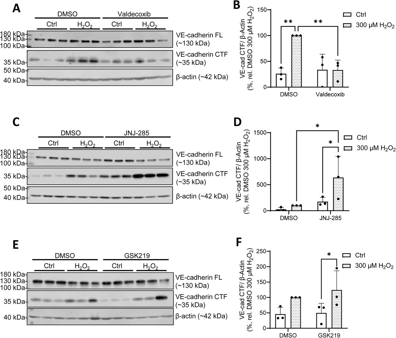 Additional controls for TRPM2 and TRPV2 modulation of HPMEC VE-cadherin upon H2O2 exposure.Representative Western blots of FL and CTF VE-cadherin protein levels after H2O2 exposure (2 h, 300 µM) upon TRPV2 (A, quantified in B), TRPM2 (C, quantified in D) and TRPV4 (E, quantified in F) inhibition (100 µM valdecoxib, 10 µM JNJ-28583113 and 300 nM GSK2193874, respectively). For all Western blots, β-actin was probed for as a loading control, samples shown are from a single donor, 3 technical replicates. Western blot quantifications represent the mean + SD of results from 3 independent donors (B, D) or 3 consecutive passages from one donor (F); (n = 3). Significance between means was analyzed using two-way ANOVA, with Tukey post hoc test; * p < 0.05, ** p < 0.01.