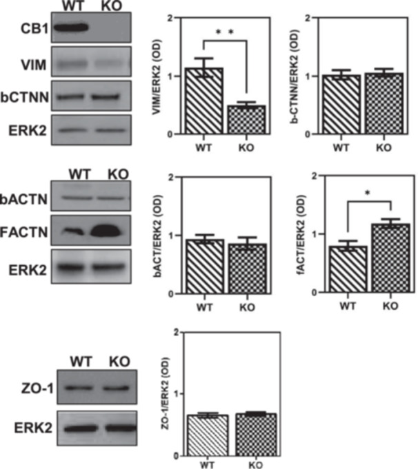 Gene expression analysis of CB1 and BTB components in WT and CB1−/− (KO) testes. Western blot analysis of CB1, Vimentin (VIM), β‐catenin (β‐CTNN), β‐actin (β‐ACTN), F‐actin (F‐ACTN) and ZO‐1. Protein amounts were quantified by densitometry analysis, normalized against ERK1/2 signals and expressed in OD. All the data were reported as mean value ± S.E.M. (*p < 0.05; **p < 0.01).