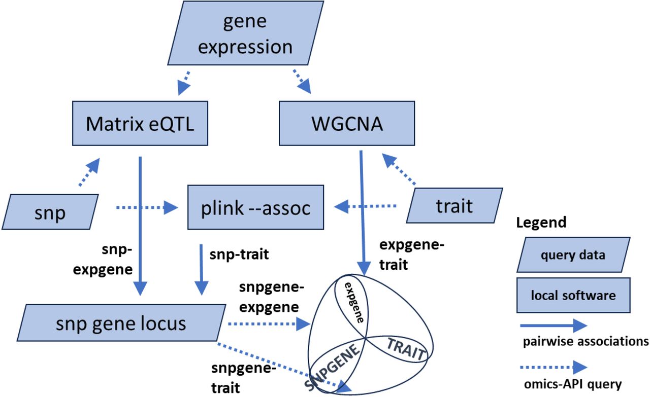 Use cases on multi-omics analysis using local software and the ICGRC omics API.The different use-cases in the Jupyter notebook demonstration at [99] (https://snp.icgrc.info/static/icgrc_omics_demo.html). Results from the analysis are the top associations of SNP-transcript (Matrix eQTL), transcript-trait (WGCNA), or SNP-trait (plink-assoc). The common datatypes between tools are SNPs (Matrix eQTL-plink), transcripts (Matrix eQTL-WGCNA), or traits (plink-WGCNA). Combining their results generates list of candidate genes with two independent evidence of associations.