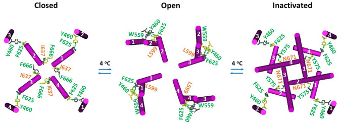 Intersubunit interactions in oxidized hTRPV3 during cold-induced channel gating transitions. The homo-tetrameric cryo-EM structures of the hTRPV3 channel with THCV bound in cNW30 nanodiscs in the closed, open and inactivated states at 4 °C (PDB ID, 8V6K, 8V6L and 8V6M, respectively) were used for the model.