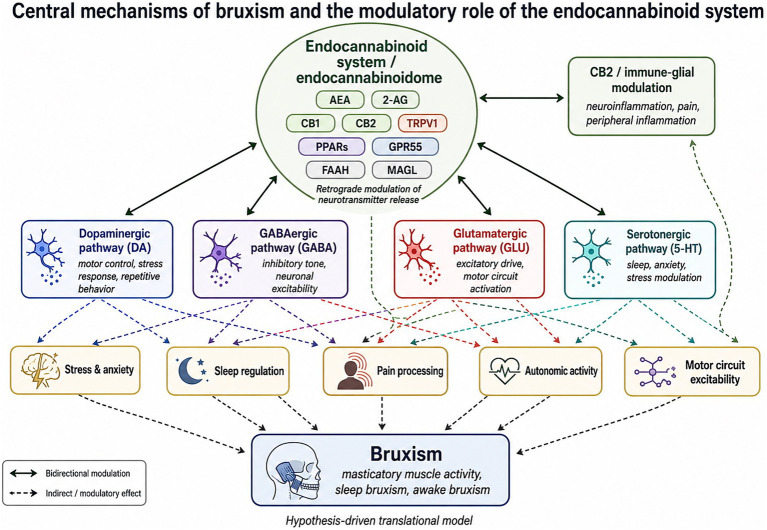 Conceptual diagram illustrating how the endocannabinoid system modulates dopaminergic, GABAergic, glutamatergic, and serotonergic pathways and immune-glial signaling, which affect stress, sleep, pain, autonomic activity, and motor excitability, ultimately influencing bruxism.