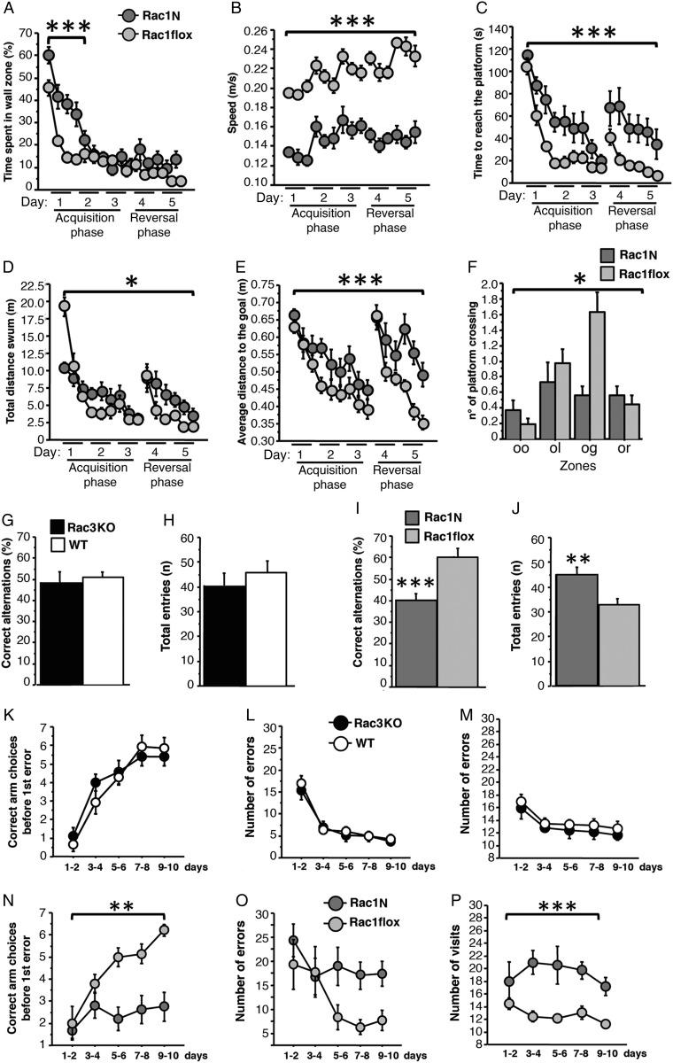 Spatial and working memory analysis on Rac3KO and Rac1N mice. Rac1N (n = 9) and Rac1flox (n = 15) mice were tested for 5 days in the water maze spatial reference memory task. Thigmotaxis (A) and speed (B) are highly different between Rac1N and Rac1flox mice. These differences influence Rac1N mice performance as indicated by the escape latency to locate the new platform (C), the distance swum (D), and the average distance to the goal (E) during the acquisition and reversal phases. In fact, the analysis of the number of platform crossings during the first trial of the reversal phase indicates genotype-dependent differences between mutant and control mice (F) (zones: oo = opposite to old goal; ol = old left; og = old goal; or = old right.). (G–P) Two different sets of mice were tested in the spontaneous alternation (n = 8 for Rac3KO and WT mice; n = 11 for Rac1N mice; n = 12 for Rac1flox mice), and 8-arms radial maze tasks (n = 8 for Rac3KO, WT, and Rac1N mice; n = 12 for Rac1flox mice). Rac3KO mice did not show working memory defects in either the spontaneous alternation (G,H) or radial maze tasks (K–M). Instead, Rac1N mice are impaired in working memory performance as shown by lower correct alternations in the spontaneous alternation (I), and the lower correct arm choices before the first error (N) and the number of errors (O) in the radial maze. Higher activity was found in the radial maze by the number of visits (P). The increased total entries in the spontaneous alternation (J) are possibly due to the Syn-Cre transgene (see Supplementary Fig. 1G). Data are presented as means ± SEM. *P < 0.05; ***P < 0.001; ***P < 0.0001.