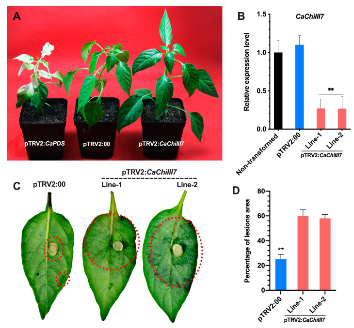 A representative phenotype and silencing efficiency analysis of CaChiIII7 in pepper plants. (A) The phonotypes of pTRV2:CaPDS (positive control), pTRV2:00 (negative control) and pTRV2:CaChiIII7 (CaChiIII7-silenced). (B) Silencing efficiency test of CaChiIII7gene in CaChiIII7 knockdown and control (non-transformed, pTRV2:00) pepper plants. (C) C. acutatum lesions on pTRV2:00 (negative control) and pTRV2:CaChiIII7 (CaChiIII7-silenced) pepper leaves. Photographs were taken 72 h after inoculation with C. acutatum. (D) The infected areas were measured using the ImageJ tool [60], and their percentages were calculated. Values are the means with standard deviations (± SD), and ** denotes highly significant differences as analyzed by a Duncan’s multiple range (DMR) test (p < 0.05).