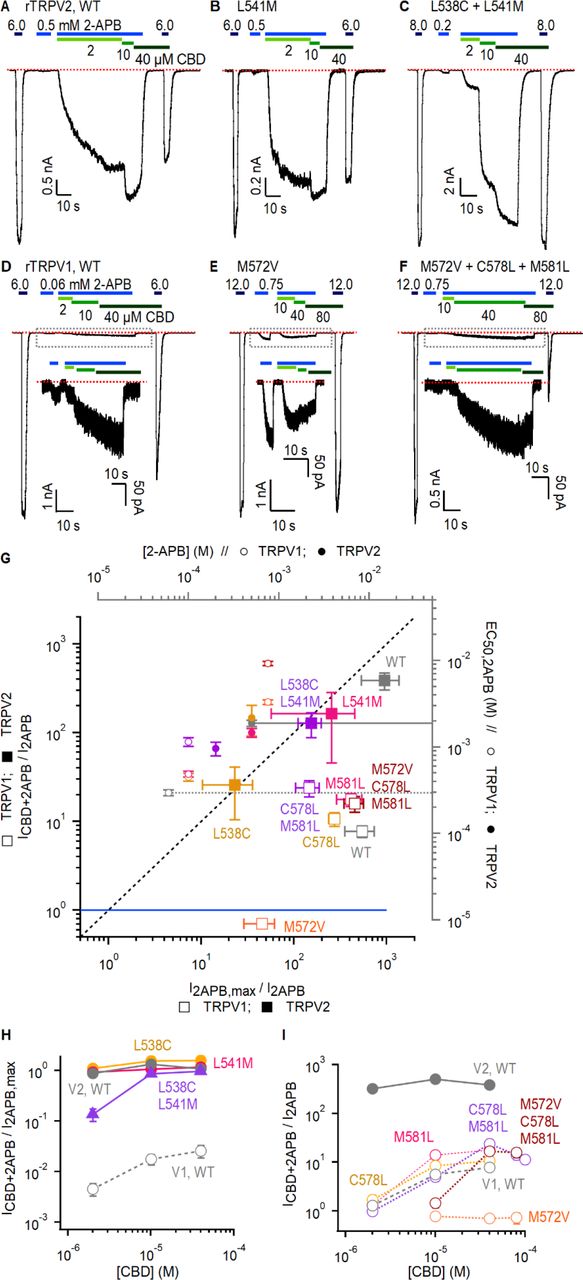 Role of non-conserved residues at the CBD site in determining rTRPV1 and rTRPV2 channel sensitivity to CBD and 2-APB. (A-C)Representative gap-free whole-cell recordings at - 80 mV obtained from cells expressing WT or mutant rTRPV2 channels. Horizontal bars denote the time of exposure to 2-APB (blue bars, mM concentrations) or CBD (green bars, µM concentrations). The red dotted line denotes the zero-current level. (D-F) Representative gap- free whole-cell recordings at -80 mV obtained from cells expressing WT or mutant rTRPV1 channels. The inserts show magnified views of the current traces boxed by the dotted black lines. (G, squares) Group data for WT and mutant rTRPV1 (empty symbols) and rTRPV2 (filled symbols) channels obtained from experiments as in (A-F) showing the relation between the normalized sensitized response to 2-APB (ICBD+2APB/I2APB, left axis) and the maximal response to 2-APB (I2APB,max/I2APB, bottom axis). The blue line denotes ICBD+2APB/I2APB = 1 where the response to 2-APB in the presence of CBD is the same as in its absence (i.e. no sensitization). Data are shown as mean ± SEM (WT rTRPV2, n = 4; L538C, n = 4; L541M, n = 4; L538C+L541M, n = 4; WT rTRPV1, n = 5; M572V, n = 5; C578L, n = 5; M581L, n = 5; C578L+M581L, n = 5; M572V+C578L+M581L, n = 6). (G, circles) Relation between the EC50 for channel activation by 2-APB (right axis) and the concentration of 2-APB used in experiments as in (A-F) to probe sensitization by CBD (top axis) in WT and mutant rTRPV1 (empty symbols) and rTRPV2 (filled symbols) channels. The EC50 values for WT rTRPV1 and rTRPV2 channels are highlighted by grey dotted and solid lines, respectively. EC50 data obtained from fits to the Hill equation and shown as mean ± SEM (WT rTRPV2, n = 5; L538C, n = 4; L541M, n = 4; L538C+L541M, n = 3; WT rTRPV1, n = 5; M572V, n = 5; C578L, n = 5;M581L, n = 5; C578L+M581L, n = 4; M572V+C578L+M581L, n = 4; dose-response relations shown in Fig. 6 – Fig. Suppl. 1E and H). (H) Mean sensitized response of WT and rTRPV2 channel mutants to 2-APB (ICBD+2APB) relative to the maximal activation by 2-APB (I2APB,max) as a function of the concentration of CBD that was used to sensitize channels, obtained from experiments as in (A- C). Data for WT rTRPV1 is also shown as reference. (I) Mean sensitized response to 2-APB (ICBD+2APB) relative to the non-sensitized response (I2APB) shown as a function of the concentration of CBD that was used to sensitize channels, obtained from experiments as in (D-F). Figure 6 – source data 1. Excel file with group data from electrophysiological recordings of CBD- dependent sensitization shown in Figure 6G-H, obtained from experiments as in (A)-(F). These data are also displayed on Figure 6 – Supplement 1F-G. Figure 6 – source data 2. Excel file with 2-APB dose-response relation data for rTRPV1 and rTRPV2 mutants shown in Figure 6G. These data are also displayed in Figure 6 – Fig. Supplement 1E, H and I.