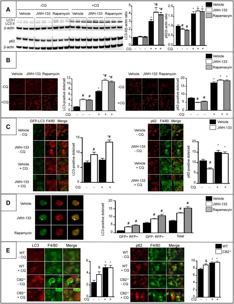 CB2 receptor activation induces autophagy in macrophages.Cells were exposed to 5 μM of JWH-133, 100 nM rapamycin or vehicle for 6 hours in the presence or absence of 10 μM of chloroquine (CQ). (A) Western blot analysis and quantification of LC3, SQSTM1/p62 and β-actin protein expression in RAW264.7 cells. (B) Representative images (original magnification x400) and quantification of the number of LC3-positive dots (left) and SQSTM1/p62-positive dots (right) in RAW264.7 cells. (C) Representative images (original magnification x400) and quantification of the number of GFP-LC3-positive dots in F4/80 (red)-positive peritoneal macrophages (left) and SQSTM1/p62 (red)-positive dots in F4/80 (green)-positive peritoneal macrophages (right) isolated from GFP-LC3 transgenic mice. (D) Representative images (original magnification x400) and quantification of LC3-positive dots in RAW264.7 cells transfected with the RFP-GFP-LC3 plasmid (autophagosomes = GFP+ RFP+ (yellow dots), autolysosomes = GFP- RFP+ (red dots), Total = GFP+ RFP+ and GFP- RFP+). (E) Representative images (original magnification x400) and quantification of the number of LC3 (red)-positive dots (left) and of SQSTM1/p62 (red)-positive dots (right) in F4/80 (green)-positive peritoneal macrophages isolated from WT and CB2Mye−/− mice and exposed to 10 μM of chloroquine or its vehicle for 6 hours. Data are mean ± SEM. #p < 0.05 for JWH-133 or rapamycin vs vehicle, *p < 0.05 for - CQ vs +CQ, & p < 0.05 for WT vs CB2−/− cells.