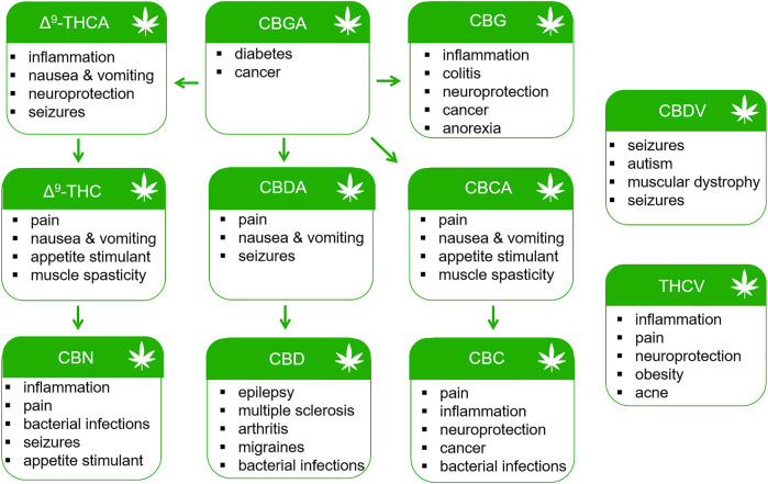 Potential therapeutic uses of phytocannabinoids.