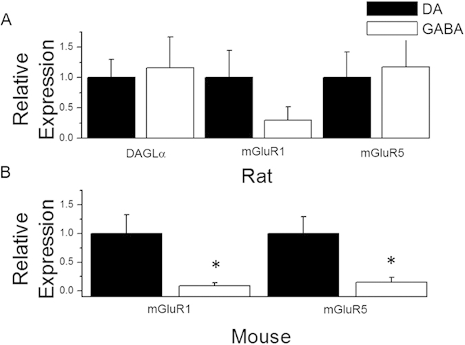 Quantification of mGluR1, mGluR5 and DAGLα mRNA in rat ventral tegmental area neurons.(A) Relative mRNA levels of DAGLα, mGluR1, and mGluR5 in rat ventral tegmental area neurons illustrate higher, but not significantly different levels of DAGLα and mGluR5 in VTA GABA cells with lower levels of mGluR1 in GABA cells. (B) Relative mRNA levels of mGluR1 and mGluR5 in mouse ventral tegmental area neurons illustrate mGluR1 and mGluR5 are expressed at a higher level in DA neurons (p = 0.05, mGluR1; p < 0.05, mGluR5; asterisk). Error bars represent SEM. Expression data was normalized to DA neurons in all quantification analyses.
