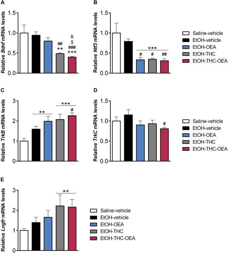 Relative mRNA levels of the neurotrophic factors Bdnf (A) and Ntf3 (B), and its receptors TrkB (C), TrkC (D), and Lngfr (E) in the hippocampus. Bars represent the mean ± SEM (n = 7/group). Tukey (A–C) or simple effect analysis (D,E): ∗∗p < 0.01, ∗∗∗p < 0.001 vs. saline-vehicle, #p < 0.05, ##p < 0.01, ###p < 0.001 vs. EtOH-vehicle, and &p < 0.05 vs. EtOH-THC.