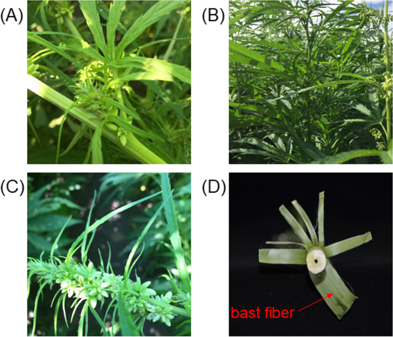 Experimental cultivars and materials A Monoecious Jindao-15. B Female plant of dioecious Fire No.1 C Male plant of Fire No.1.D Fresh bast fiber peeled from stem