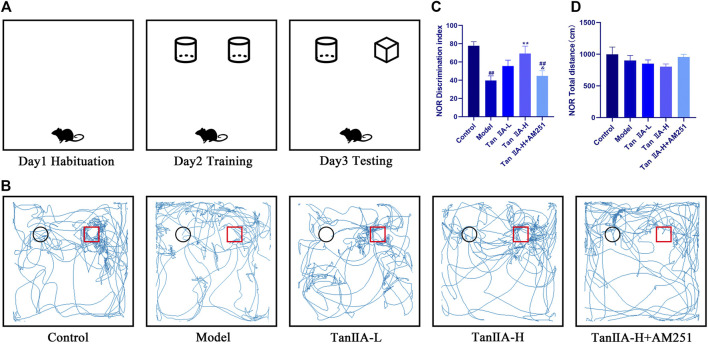 New object recognition experiment. (A) Schematic diagram of three test phases. (B) Exploration trajectory of each group of rats: The rats in the control group had a strong desire to explore new objects; the rats in the model group preferred to walk against the wall and their trajectories had no obvious pattern; the rats in the Tan IIA administration restored their desire to explore new objects; the rats in the Tan IIA-L + AM251 group had confused trajectories. (C) Identification indices: model (##p < 0.01) vs control; Tan IIA-L + AM251 groups (##p < 0.01) vs. control; Tan IIA-H (**p < 0.01) vs. model; Tan IIA-L + AM251 groups (&p < 0.05) vs. Tan IIA-L groups (D)No significant difference in the total distance travelled by the rats in each group.