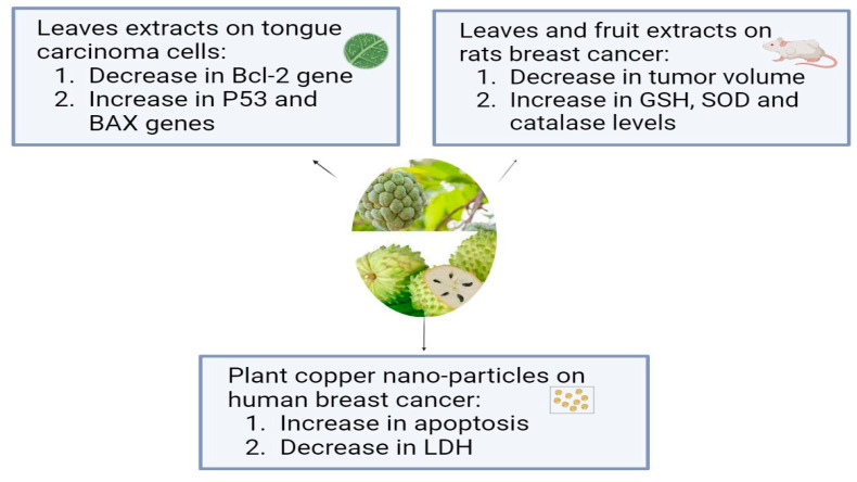 The antiproliferative effects of Annona muricata L. on different types of cancer cell lines.