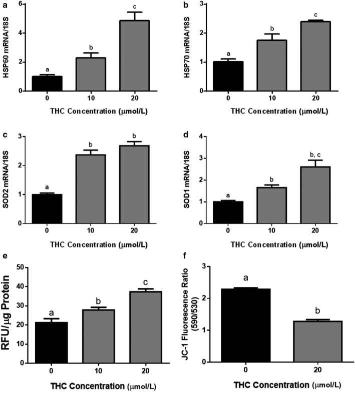Stress responses, intracellular defenses, ROS production, and mitochondrial membrane potential are altered in ST cells upon THC treatment. Summary histograms are shown of relative HSP60 (a), HSP70 (b), SOD2 (c), and SOD1 (d) transcript expression. Each treatment group was normalized to 18S, and then compared to the gene in the vehicle control group. (e) DCFDA assays were performed to determine intracellular ROS levels following THC treatment. Tert‐butyl hydrogen peroxide (TBHP) solution (100 µM) was used as the positive control. Results were normalized to the protein content of cell lysates. Significant differences were determined by a one‐way ANOVA, followed by a Bonferroni post hoc test. Data are presented as means ± SEM (n = 3). Different letters denote significant differences among control and treated groups at p < .0001 (a–c); p < .001 (d); p < .05 (e). RFU = relative fluorescence units. (f) Mitochondrial depolarization in response to THC exposure. A Student's t test indicates significance (p < .001) between vehicle‐treated and THC‐treated samples