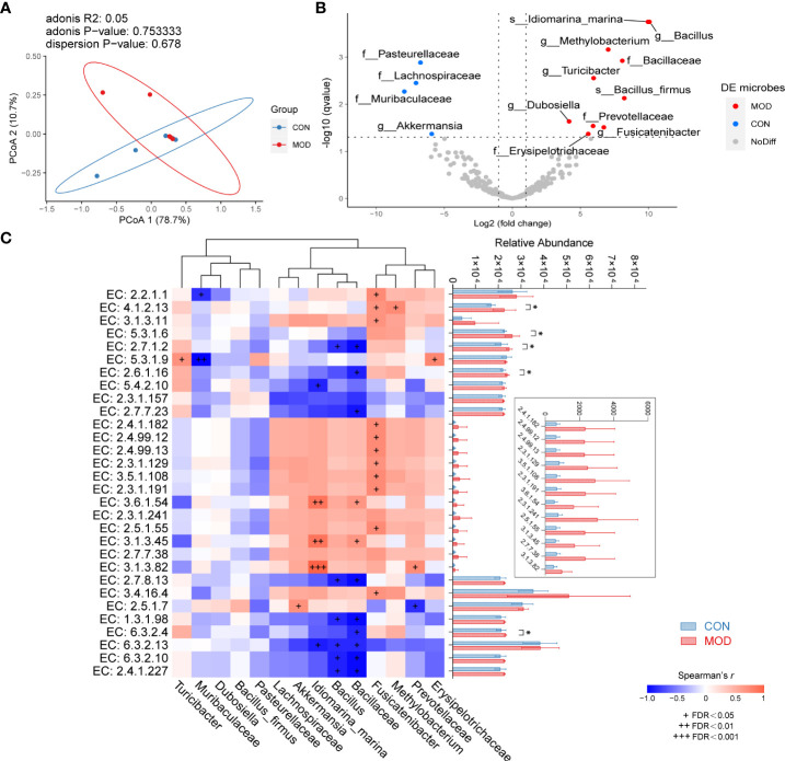 Microbial features of duodenum. (A) Weighted UniFrac PCoA with an adonis test. (B) Differential microbiome with DESeq2 analysis. The left dots (blue) indicate the microbiome enriched in control group; the right dots (red) are representative of the microbiome enriched in model group. (C) Spearman correlations of differential microbiome and predicted functional enzymes (Spearman’s r > 0.6 with + FDR < 0.05, ++ FDR < 0.01 or +++ FDR < 0.001 represent significant). The right side indicates multiple comparison of relative abundance of enzymes with Fisher’s LSD (mean ± SEM, * p < 0.05 represent significant) (n = 5 rats/group).