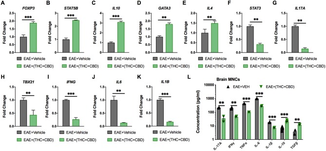 Expression of miRNA target genes involved in Th cell polarization. As described in Figures 2, 3, CD4+ T cells or total MNCs were isolated from brains of EAE mice on day 15 post immunization. For (A–K), RNA was extracted from CD4+ T cells and used for miR target gene validation. For (L), total MNCs were cultured for 24 h and supernatants were collected for cytokine analysis. (A–K) qRT-PCR validation of the target genes (A) Foxp3, (B) STAT5B, (C) IL-10, (D) GATA3, (E) IL-4 (F) STAT3, (G) IL-17A, (H) TBX21, (I) IFN-γ, (J) IL-6, and (K) IL-1β using GAPDH as endogenous control. (L) IL-17A, IFN-γ, TNF-α, IL-6 IL-1β, IL-10, and TGF-β concentration measured in MNC culture supernatants by ELISA. Data are expressed as the mean ± S.E.M. and statistical significance is indicated as ***p < 0.001, **p < 0.01 by unpaired two-tailed T-test.