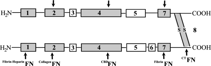 The schematic illustration of the FN domain arrangement. The domains of FN: 1—fibrin-heparin-binding; 2—collagen-binding; 3—second heparin-binding; 4—cell-binding (CBD); 5—heparin-binding; 6—variable IIICS; 7—second fibrin-binding; 8—region containing disulfide bonds. The arrows indicate the FN domains recognized by monoclonal antibodies (TaKaRa, Shuzo Co., Shiga, Japan), which were used in presented work