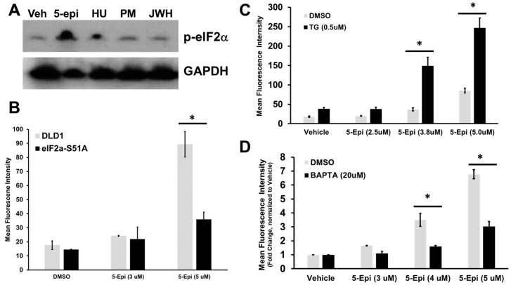 5-epi induces ER stress and ER Ca2+ depletion leading to ectoCRT exposure. (A) DLD-1 cells were treated with 5-epi and non-cytotoxic CBR agonists. ER stress was monitored by Western blot of phospho-eIF2α (Ser51). GAPDH was included as a loading control. (B) Expression of the dominant–negative eIF2αS51A mutant abrogates 5-epi induced ectoCRT exposure (n = 3). (C,D) EctoCRT exposure was determined after 24 h of treatment in the presence or absence of thapsigargin (C) and BAPTA-AM (D). (* = p < 0.05; n = 3).