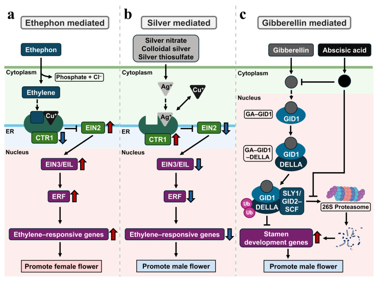 Potential mechanisms of exogenous hormonal regulators altering sex expression in Cannabis sativa. Red upward arrows indicate overexpression or activation, whereas blue downward arrows indicate downregulation or inactivation. Black arrows denote the sequential progression of the pathway, blunt-ended lines represent antagonistic interactions, and dashed arrows indicate receptor binding. (a): Ethephon releases ethylene and activates ethylene-responsive signaling, thereby promoting female flower development. (b): Silver-based compounds inhibit ethylene perception through Ag+, suppressing ethylene signaling and promoting male flower formation. (c): Gibberellins (GAs) promote male flower formation through GA signaling, whereas ABA antagonizes this response.