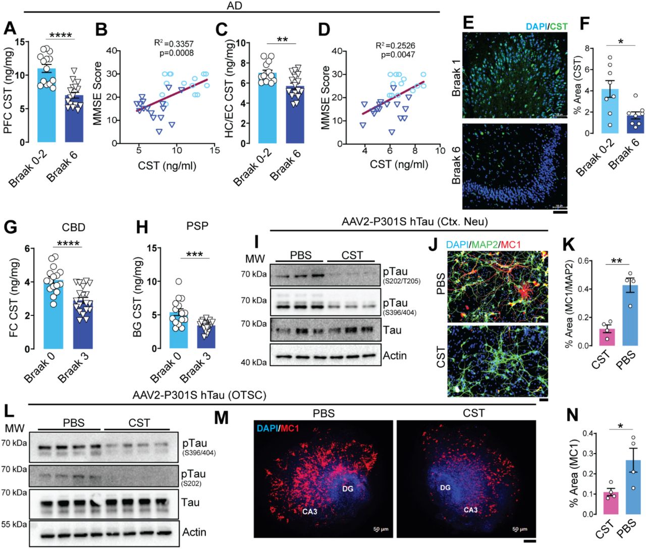 CST levels are reduced across Tauopathies, and AD-spectrum disorders, and CST supplementation suppresses pathological Tau accumulation. CST quantification in human Alzheimer’s disease (AD) cortex shows significantly reduced CST in the (A) prefrontal cortex (PFC) and (C) hippocampus/entorhinal cortex (HC/EC) of Braak VI (n=16) vs. Braak 0–II (n=14) subjects. CST levels positively correlate with Mini-Mental State Examination (MMSE) scores in (B) PFC and (D) HC/EC, linking CST deficiency to cognitive decline. (E&F) Immunostaining of CST in postmortem tissue reveals reduced CST level in Braak VI (n=8) hippocampus compared with Braak 0–II (n=8); quantification shown in (F). Scale bar = 100µm (G&H) CST levels are also significantly reduced in cortical tissue from (G) corticobasal degeneration (CBD; Braak 0: n=16, Braak 3: n=19) and (H) basal ganglia from progressive supranuclear palsy (PSP; Braak 0: n=15, Braak 3: n=19), indicating CST loss as a shared feature of 4R-Tauopathies. (I) In cortical neuron cultures transduced with AAV2–P301S hTau, CST treatment decreases hyperphosphorylated Tau species (S202/T205 and S396/S404) without altering total Tau (n=3). (J–K) Immunocytochemistry confirms CST-mediated suppression of MC1+ misfolded Tau in P301S hTau–expressing neurons; quantified as MC1/MAP2+ area in (n=4). Scale bar = 50µm. (L–N) In organotypic hippocampal slice cultures (OTSC) expressing AAV2–P301S hTau (n=4), (L) CST reduces pTau (S202) and pTau (S396/S404) accumulation and (M&N) diminishes MC1+ Tau pathology in DG and CA3 regions. Scale bar = 200µm *Data are mean ± SEM; statistical significance indicated as *p < 0.05, **p < 0.01, ***p < 0.001, ***p < 0.0001.
