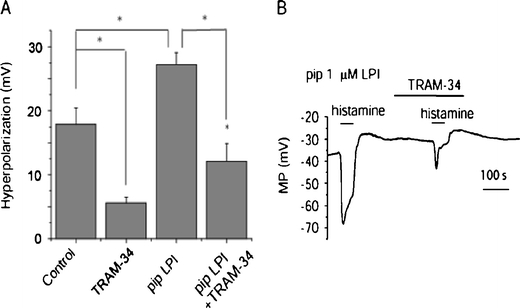 Intracellular LPI potentiates endothelial cell hyperpolarization to histamine via activation of IKCa channels. a Statistical analysis of the effect of 2 μM TRAM-34 on histamine- (0.5 μM) induced hyperpolarization in the absence (control, n = 12; TRAM-34, n = 5) or presence of 1 μM LPI in the pipette (control, n = 14; TRAM-34, n = 4). b Representative traces in membrane potential out of 14 independent experiments showing endothelial cell hyperpolarization to bath application of 0.5 μM histamine in the presence of 1 μM LPI in the patch pipette and its sensitivity to TRAM-34 (2 μM)